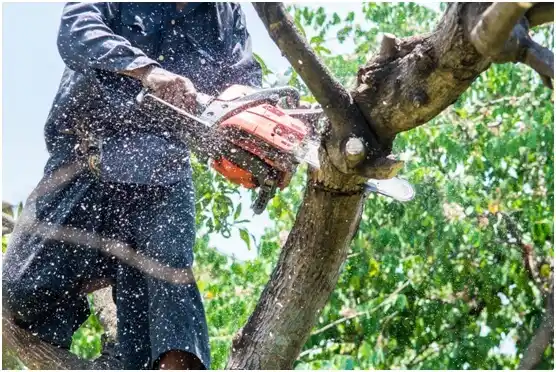 tree services Mount Gay-Shamrock